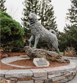  ?? Tyler Sizemore/Hearst Connecticu­t Media ?? A statue of Jonathan the Husky at the UConn Storrs campus. A bill would designate the Siberian husky as the state dog and “shelter pets” as the state pet.