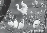  ?? CHEN YONG / FOR CHINA DAILY ?? Egrets rest in a tree near the Chishui River in Renhuai, Guizhou
province.