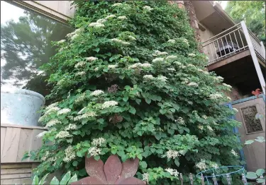  ??  ?? Climbing hydrangea is a vine for shade.