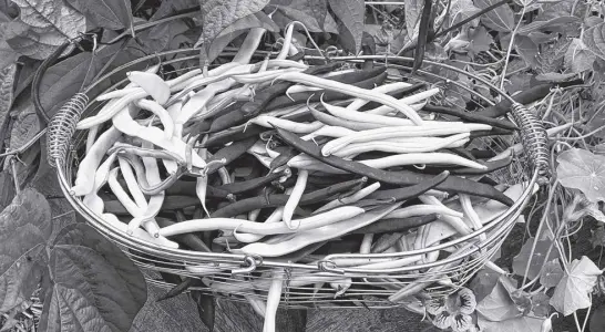  ?? NIKI JABBOUR ?? I love growing snap beans which can be bush or pole types. Pole beans out perform bush in terms of harvest window and yield, but bush beans don’t need supports. Grow whichever type is best for your garden.