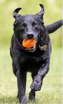  ??  ?? Pictures: STEVE REIGATE
Inca is as sprightly as ever after losing 14 years in age