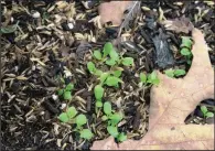  ??  ?? Lettuce will grow readily from seed starting in September, and weekly seeding of short rows will extend the harvest.