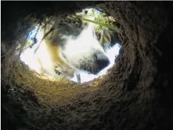  ?? LUIS SÁNCHEZ SATURNO/THE NEW MEXICAN ?? Kuma, an Australian shepherd, sniffs inside a gopher hole Monday at Franklin E. Miles Park.