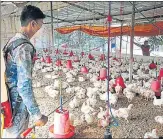  ?? ANI ?? A worker sprays disinfecta­nt at a poultry farm on the outskirts of Bhopal on Thursday.