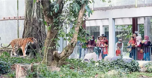  ?? — AZHAR MAHFOF/ The Star ?? Behind the fences: Zoo Negara visitors observing a Malayan tiger in its enclosure. Initial results of the National Tiger Survey showed the current population of the animals to be fewer than 200.