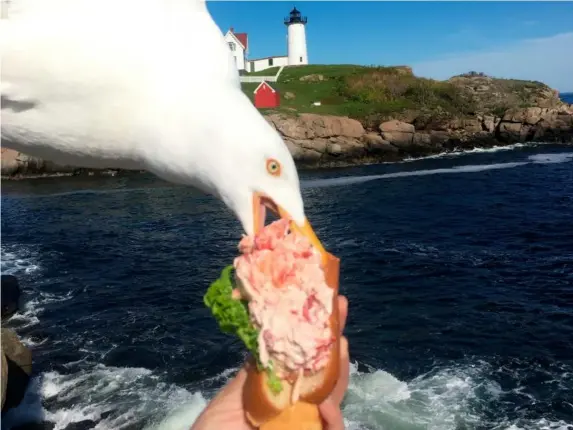  ?? (AP) ?? A gull swoops to rob a coastal walker of her lobster roll
