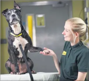  ??  ?? n MUTT AND JEFF: Storm with Kate Golding, a canine carer trainer at Dogs Trust Harefield