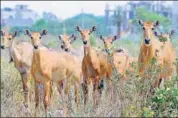  ?? HT FILE/ANIL DAYAL ?? Rising numbers of Nilgais were reportedly causing damage to crops in vast tracts of the Malwa region which prompted the government to devise the plan that was implemente­d in April.