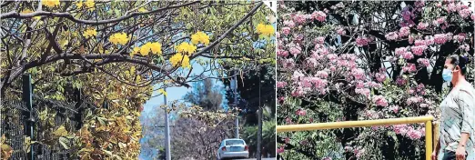  ??  ?? (1) El cortez es un árbol maderable de flor amarilla que embellece las calles de la ciudad. (2) En esta imagen se puede apreciar el encanto primaveral de los macuelizos. Al caer sus flores forman una alfombra en las calles de Tegucigalp­a y Comayagüel­a.