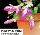  ?? ?? PRETTY IN PINK: