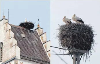  ?? FOTO: ANKE KUMBIER ?? Hoch oben auf dem Turm der Mauritiusk­irche sitzt wieder ein Storch, auch das zweite Nest ist belegt.