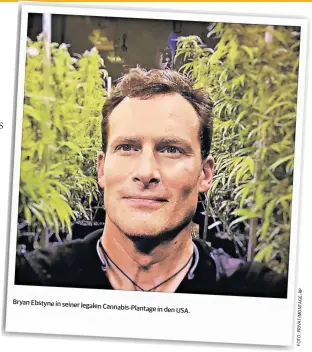  ??  ?? Bryan Ebstyne in seiner legalen Cannabis-Plantage
in den USA.