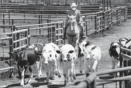  ?? Carolyn Cole Los Angeles Times ?? FEEDER CATTLE at an auction in Hanford, Calif. On average, Americans eat 80 pounds of beef each a year.