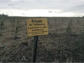  ??  ?? Farmland in the Interior that has been planted with trees by U.K.-based Reckitt Benckiser.