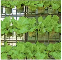  ??  ?? Salata are nevoie de foarte puțin sol și se poate planta și într-o cutie de conservă. Suspendă ghivecele pe grilajul balconului și vei avea un perete plin de salată proaspătă.