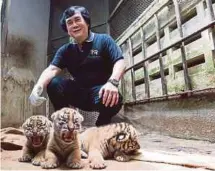  ?? PIC BY HAFIZ SOHAIMI ?? Zoo Negara deputy president Rosly @ Rahmat Ahmat Lana with three tiger cubs at the zoo in Kuala Lumpur yesterday.