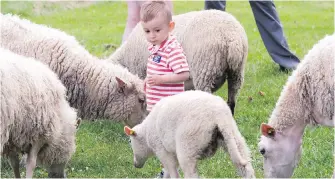  ?? RYAN REMIORZ, CP ?? Julian Bejerman, 2, gets a close look at the flock grazing Wednesday in Montreal.