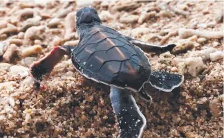  ??  ?? One of the 700 tiny green sea turtles that have hatched on Fitzroy Island.