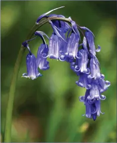  ??  ?? The sweetly-scented Bluebell is one of the most common and bestknown of our native spring flowers.