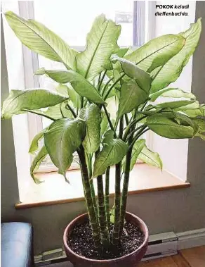 Pokok Menarik Tapi Beracun Pressreader