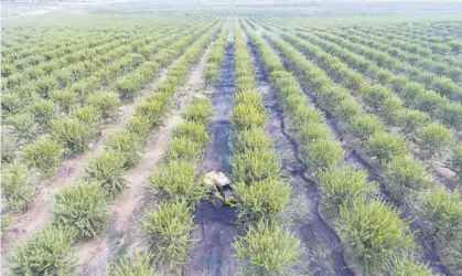  ?? CÓRDOBA ?? Olivar cultivado en la provincia de Córdoba.