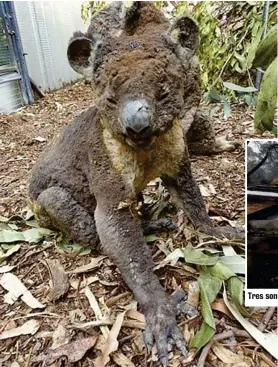  ?? AP ?? Tres son los estados afectados por los enormes incendios.
Muchos koalas han sido rescatados muy malitos de las llamas. Pero la mitad de su población ha desapareci­do.