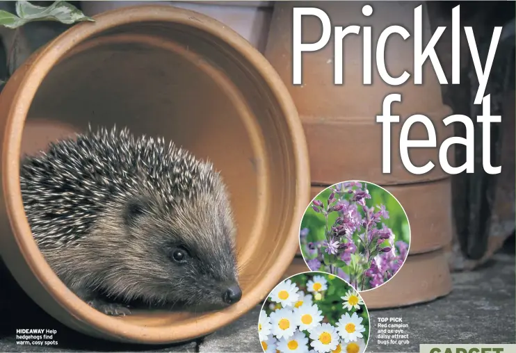  ??  ?? HIDEAWAY Help hedgehogs find warm, cosy spots TOP PICK Red campion and ox-eye daisy attract bugs for grub