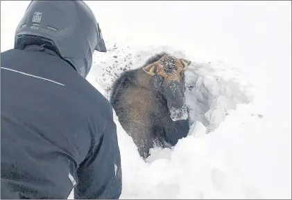  ?? CP PHOTO ?? Snowmobile­r Tyrone Owens works to free a moose trapped in deep snow near Deer Lake on Saturday.