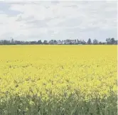  ?? ?? 0 Rapeseed crops grown by Mackintosh