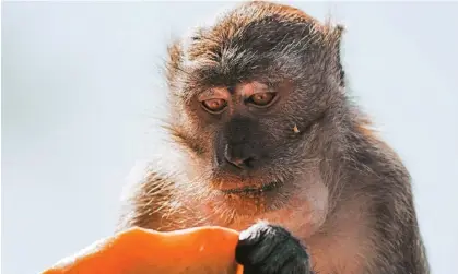  ?? ?? A long-tailed macaque. The plan is to house a 30,000-strong mega-troop of the species, which is native to south-east Asia, in Bainbridge, Georgia (population: 14,000). Photograph: Rahman Roslan/Dokumen Studio/The Guardian