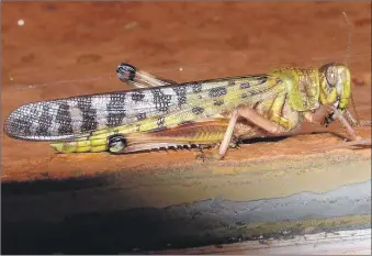  ?? Photograph: Arpingston­e. ?? A desert locust.