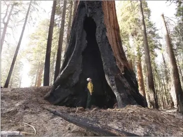  ?? GARY KAZANJIAN — THE ASSOCIATED PRESS FILE ?? Assistant Fire Manager Leif Mathiesen, of the Sequoia & Kings Canyon Nation Park Fire Service, looks for an opening in the burned-out sequoias from the Redwood Mountain Grove in Kings Canyon National Park. Thousands of sequoias have been killed by wildfires in recent years.