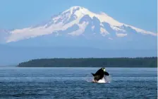  ?? AP FILE PHOTO ?? An orca breaches in view of Mount Baker in the Salish Sea in the San Juan Islands, Wash. in July 2015.