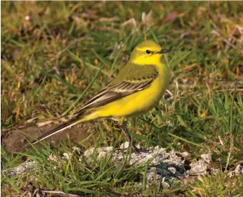  ?? ?? TWO: Male Yellow Wagtail of the subspecies flavissima (Frampton Marsh, Lincolnshi­re, 17 April 2011). This male flavissima is typically bright daffodil yellow on the face and on the whole of the underparts, including the undertail coverts. The face pattern is more ‘intense’ than on Citrine Wagtail, a function of the greenish eyestripe and dark loral line, while the upperparts are a lovely moss green and the wing-bars are narrow and tinged with yellow. Surely, this is among the most attractive of our summer visitors.