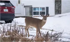  ?? Photograph: Canadian Press/REX/Shuttersto­ck ?? Canadian scientists found a new lineage of the Covid-19 virus in deer hunted last fall in Ontario.