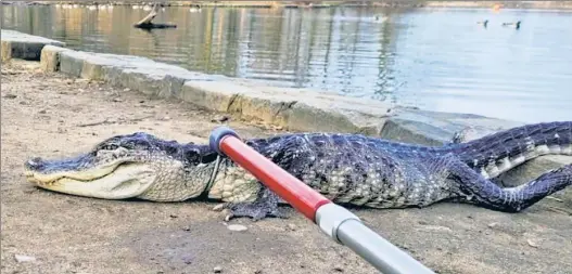  ?? ?? SEE YA LATER . . .: Workers use a long pole to remove a 4-foot alligator from the waters of Prospect Park Lake in Brooklyn early Sunday..