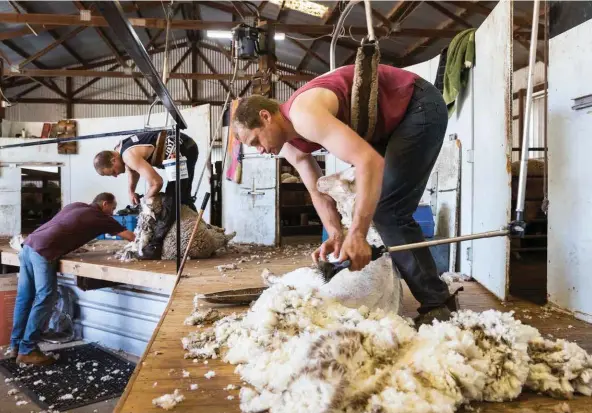  ??  ?? Shearing is in full swing at Toolangi, where Russell Sleep (foreground) and Daryl Growden (rear) keep a steady flow of fleeces up to classer Jack Napper.