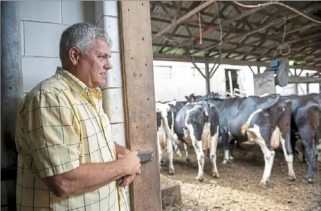 ?? Steph Chambers/Post-Gazette photos ?? Rick Telesz, a Lawrence County farmer and Trump voter who says his third generation family farm has taken a hit from the president’s tariffs, looks at his Holstein cows on his 500-acre property in Volant.