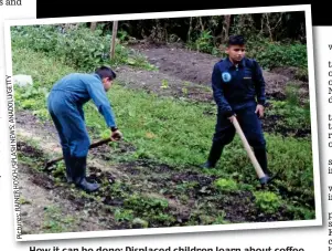  ??  ?? Pictures:RAINERHOSC­H/SPLASHNEWS;ANADOLU/GETTY
How it can be done: Displaced children learn about coffee farming in Colombia. Top, Clooney is the face of Nespresso