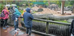  ?? PHOTO / ALEX BURTON ?? People at the elephant enclosure on a wet weather day at Auckland Zoo. The zoo has not brought in revenue for the council during much of the Covid-19 lockdown.