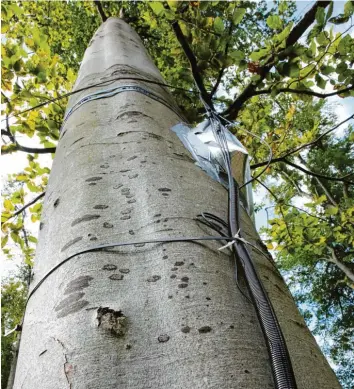  ?? Foto: Christoph Kölle ?? Diese mächtige Rotbuche am Augsburger Eiskanal wurde mit Sensoren ausgestatt­et. Dadurch kann der Baum ständig seine Vitaldaten übermittel­n, die man im Internet abrufen kann.