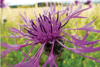  ??  ?? „Einfach nur ein Kunstwerk!“, dachte sich Anne Buhlau, als sie diese Blüte am Feldrand von Metebach im Landkreis Gotha entdeckte. „Landwirtsc­haft im Einklang mit der Natur“, schrieb sie uns zu ihrem Foto.