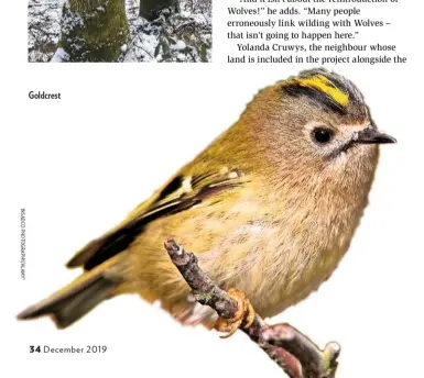  ??  ?? Goldcrest