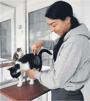  ?? Mcluskie. Picture: George ?? Emma Dick, cattery manager, giving Daisy a brush down.