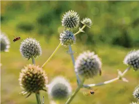  ?? ?? Rattlesnak­e master in late summer still has fluffy round poms that draw bees and other insects.