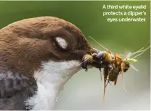  ??  ?? A third white eyelid protects a dipper’s eyes underwater.