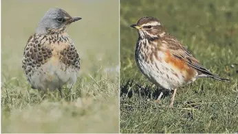  ??  ?? A fieldfare, left, and a redwing, pictured by Ian Fisher of Cahow Photograph­y.