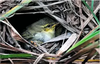  ??  ?? Wood Warbler chick in nest