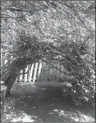  ?? Special to the Democrat-Gazette/ JANET B. CARSON ?? Shearing off the
top made this mock orange top-heavy; it’s better to thin cane producers like Philadelph­us at the soil line.