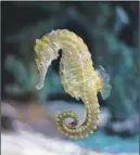  ?? Benny Snyder/aP PHoto ?? This photo shows a seahorse in a saltwater tank and available for sale at Dallas North Aquarium in Dallas, Texas.